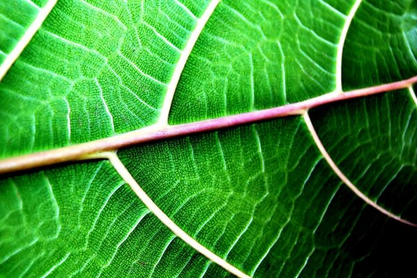 Streaks on the leaf. Greens. Macro