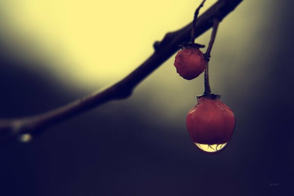 Macro photography of drops in the dark