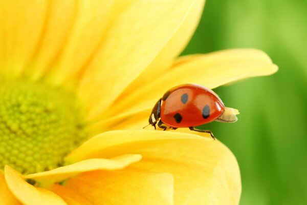 Macro shooting of a ladybug on a sunflower