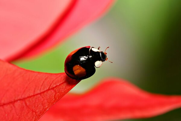 Ladybug on a red leaf