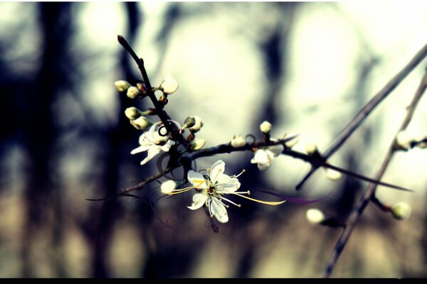 Forest beauty, cherry blossom branches