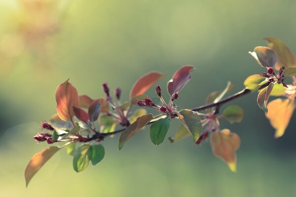 Spring buds of a beautiful apple tree