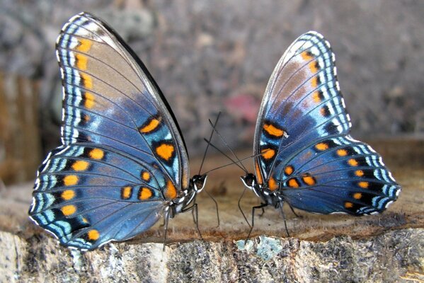 Two mottled butterflies look at each other