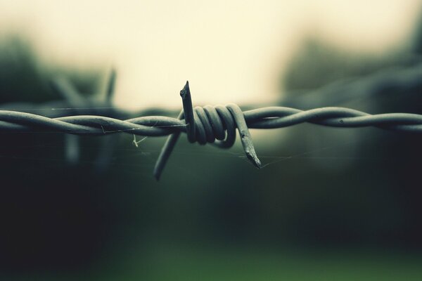 Barbed wire in the web