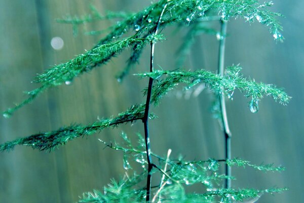 A green plant in dew drops