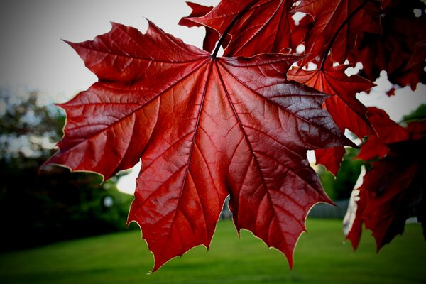 Hojas de arce rojo en el árbol