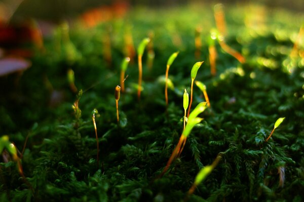 Young shoots of moss on old grass