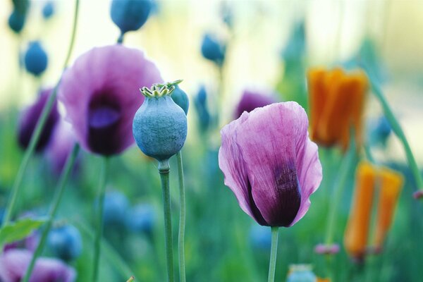 Mohnblumen blühen auf dem Feld