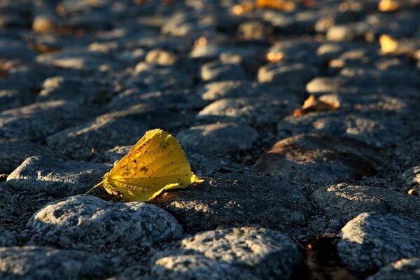 Hoja de otoño amarilla en el Suelo