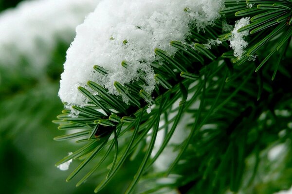 Forêt enneigée de conifères prise de vue macro