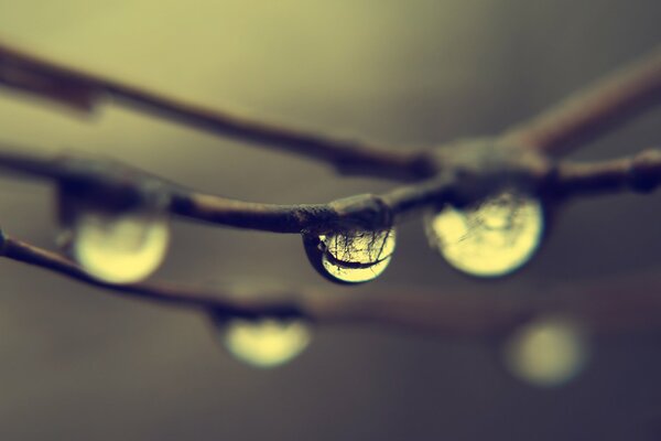 Raindrops on bare branches