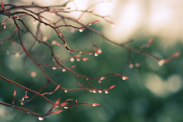 Branches sur fond bleu