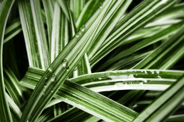 Tautropfen auf Gras Makro