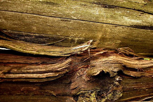 Wood fibers on an approximate scale