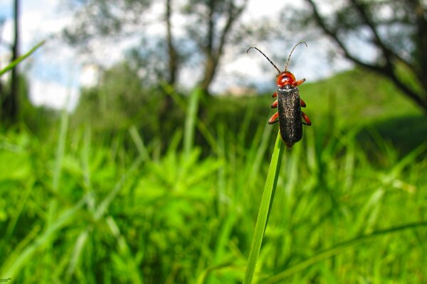 A beetle crawls across the grass towards the sky. Macro
