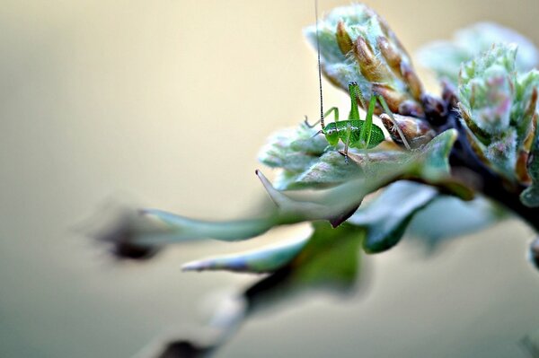 A grasshopper was sitting in the grass, it was green