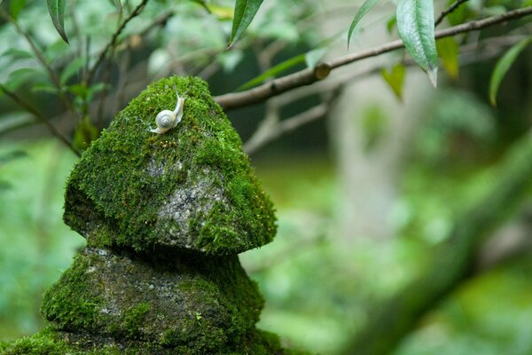 Caracol en las rocas cubiertas de musgo