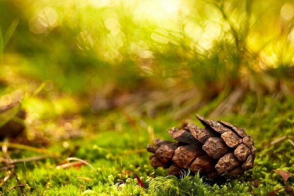 Un cono de pino descansa sobre un musgo verde suave