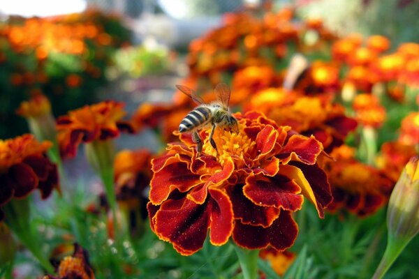 Psela recogiendo polen de una flor roja