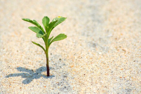 Creciendo en la arena en la playa