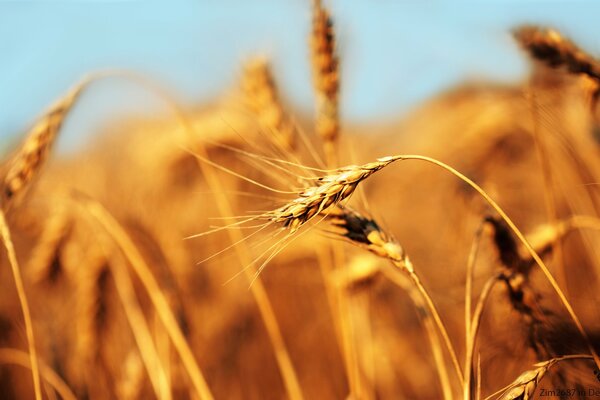 An ear of wheat in the field