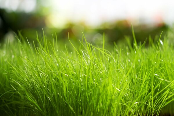 Leuchtend grünes Gras. Die Natur