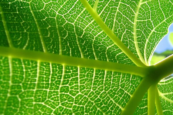 Foto di piante. Foglia verde venata