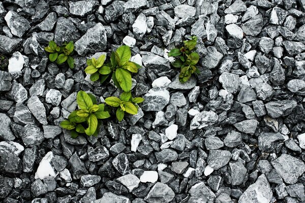 Green leaves sprouted through the stones