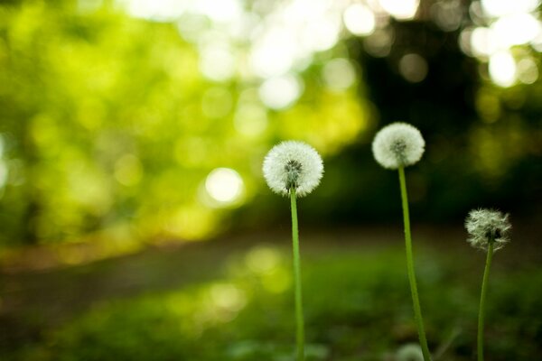 Dandelions on a picturesque background of nature