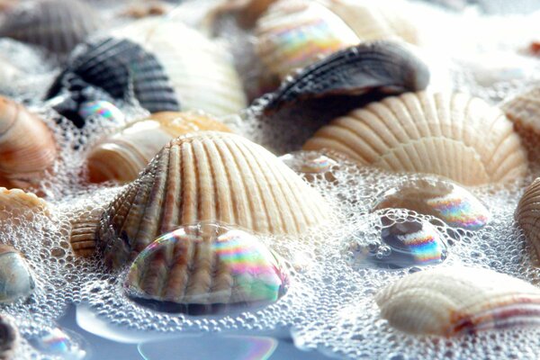 Diferentes conchas en agua espumosa