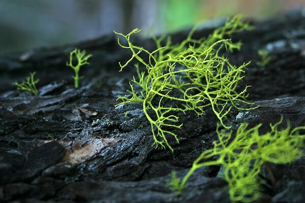 Green moss on a tree trunk