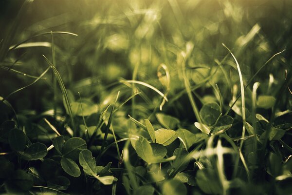 Nature in the form of grass on which the light falls