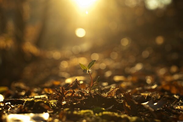 The sprout makes its way to the light in autumn from underground