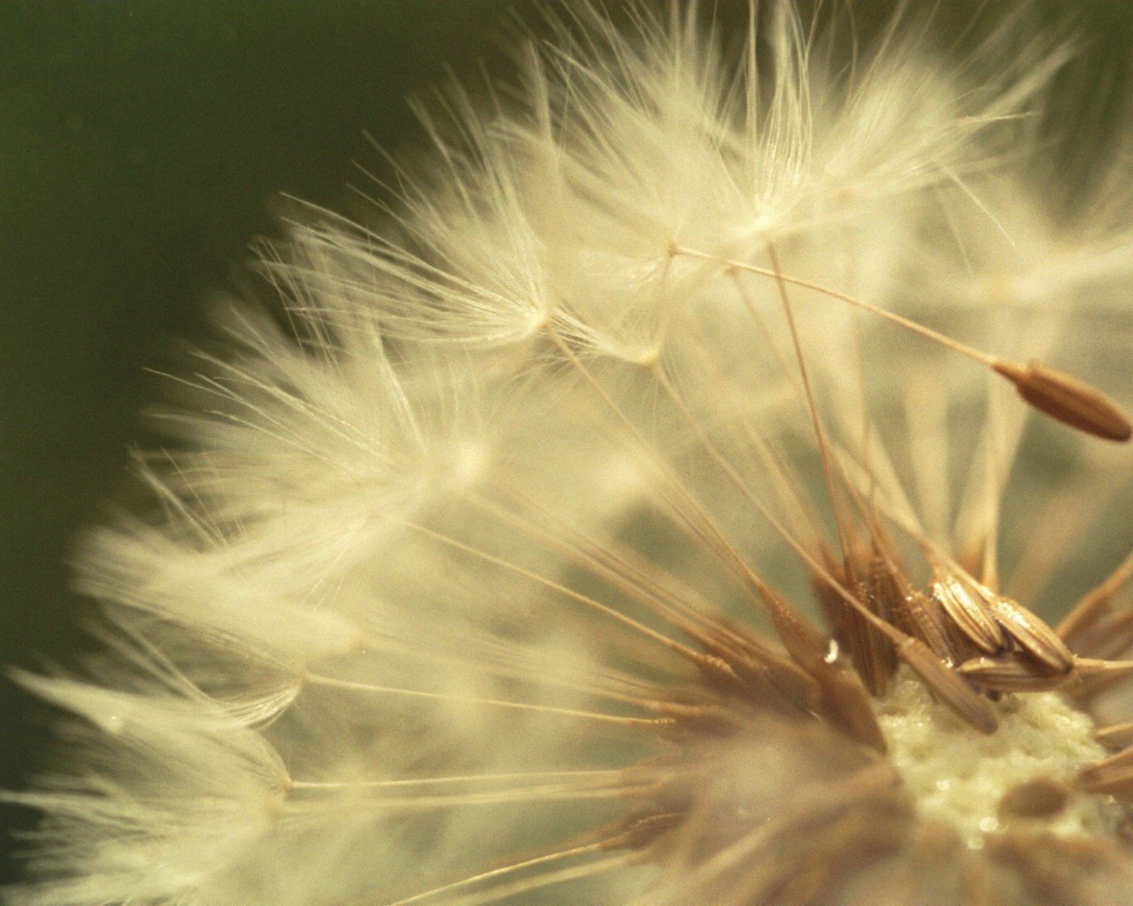 dandelion close-up