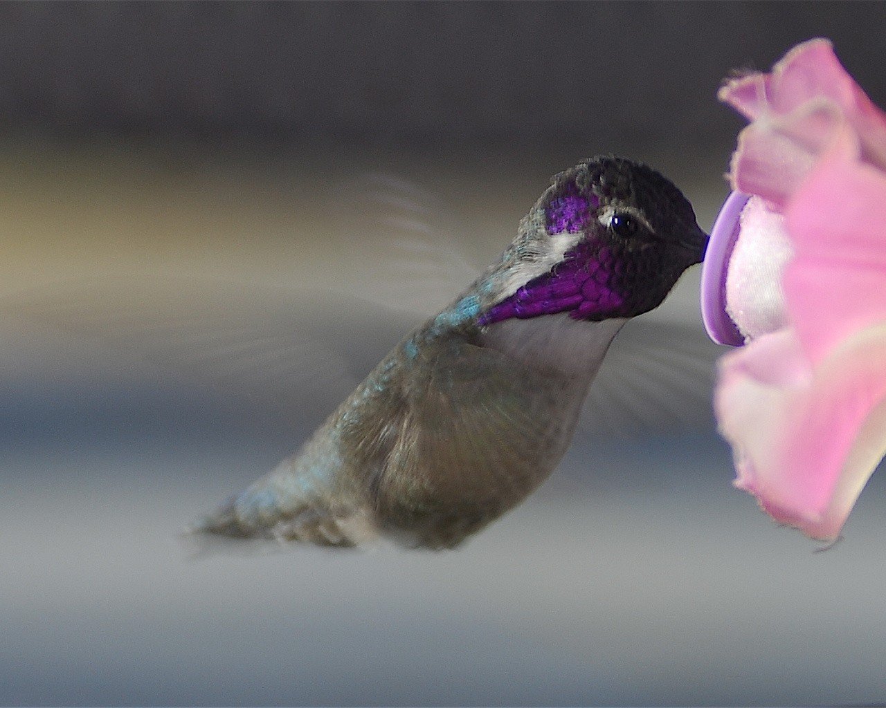 hummingbird flower wings flight