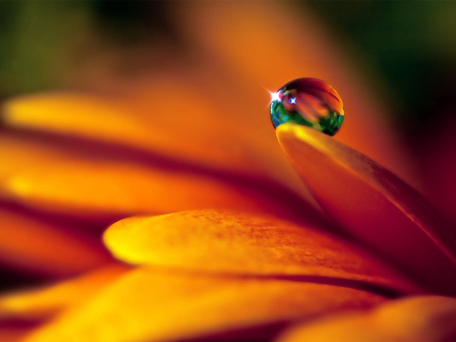 tropfen blütenblätter blume