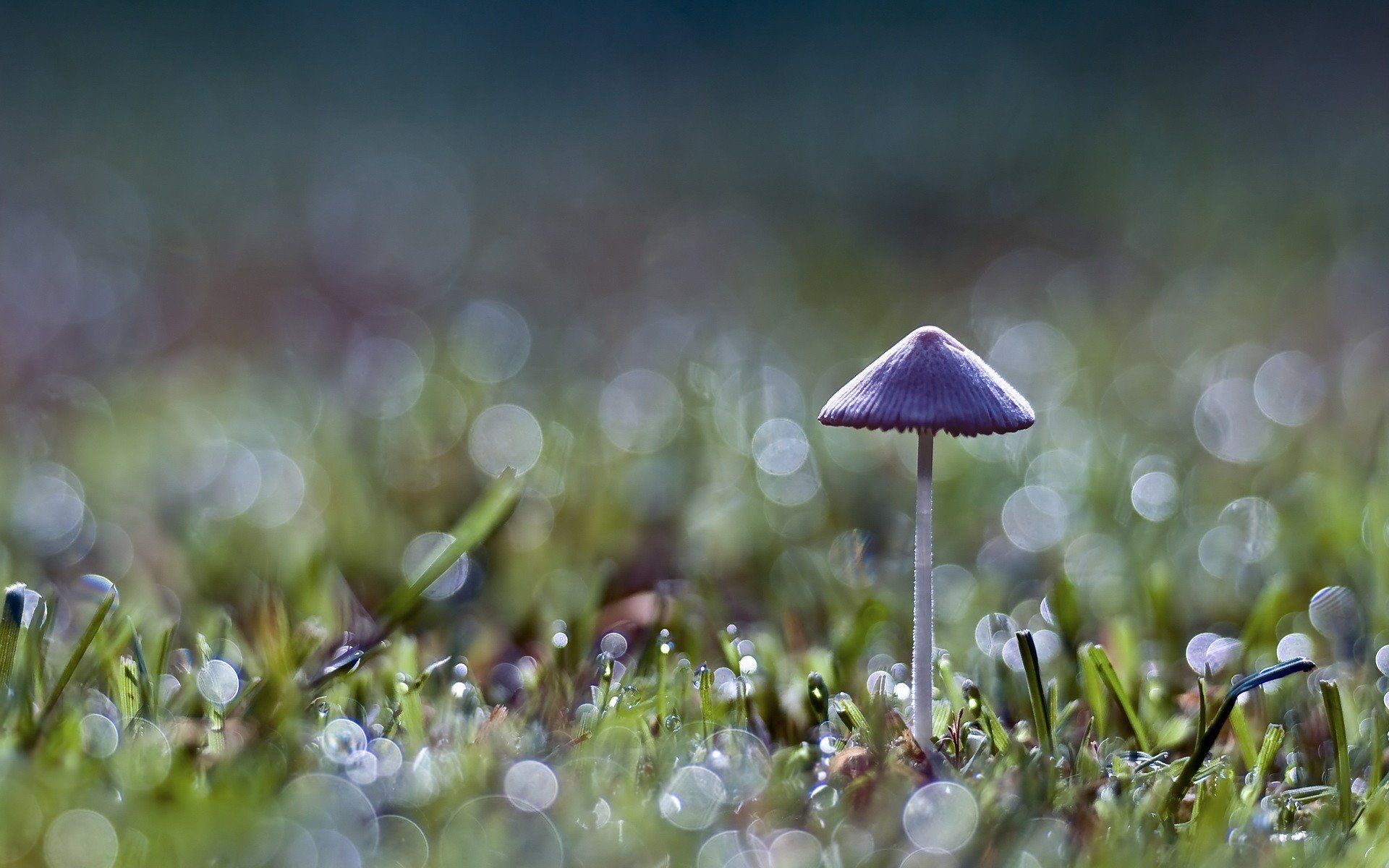 champignon herbe vert