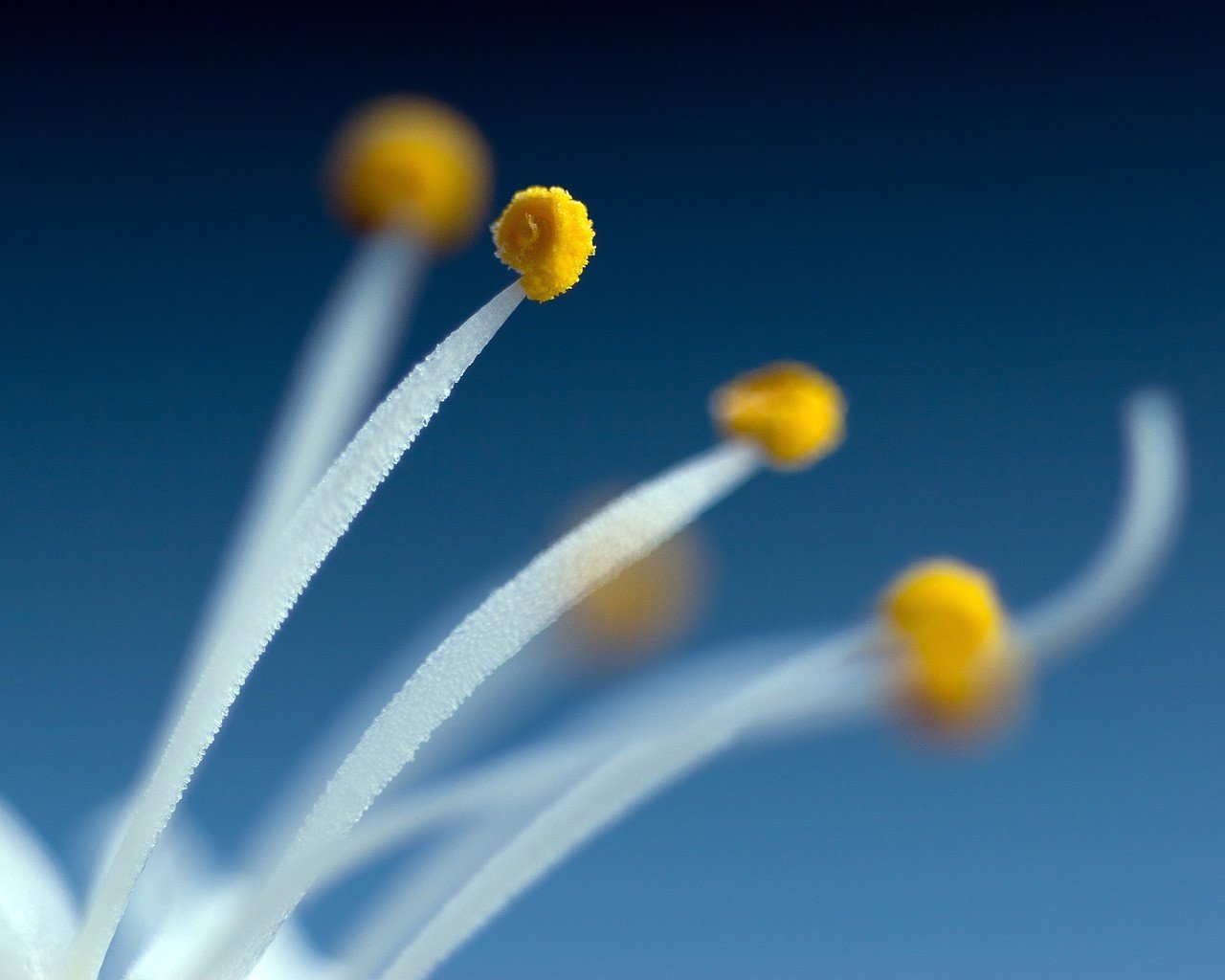 étamines bleu plante