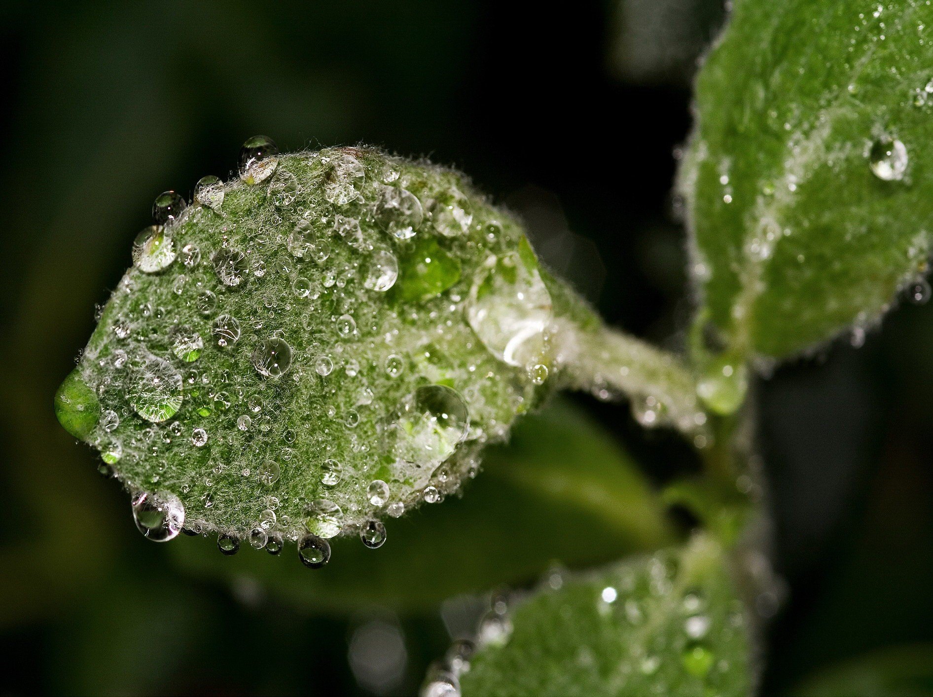 macro feuille gouttes