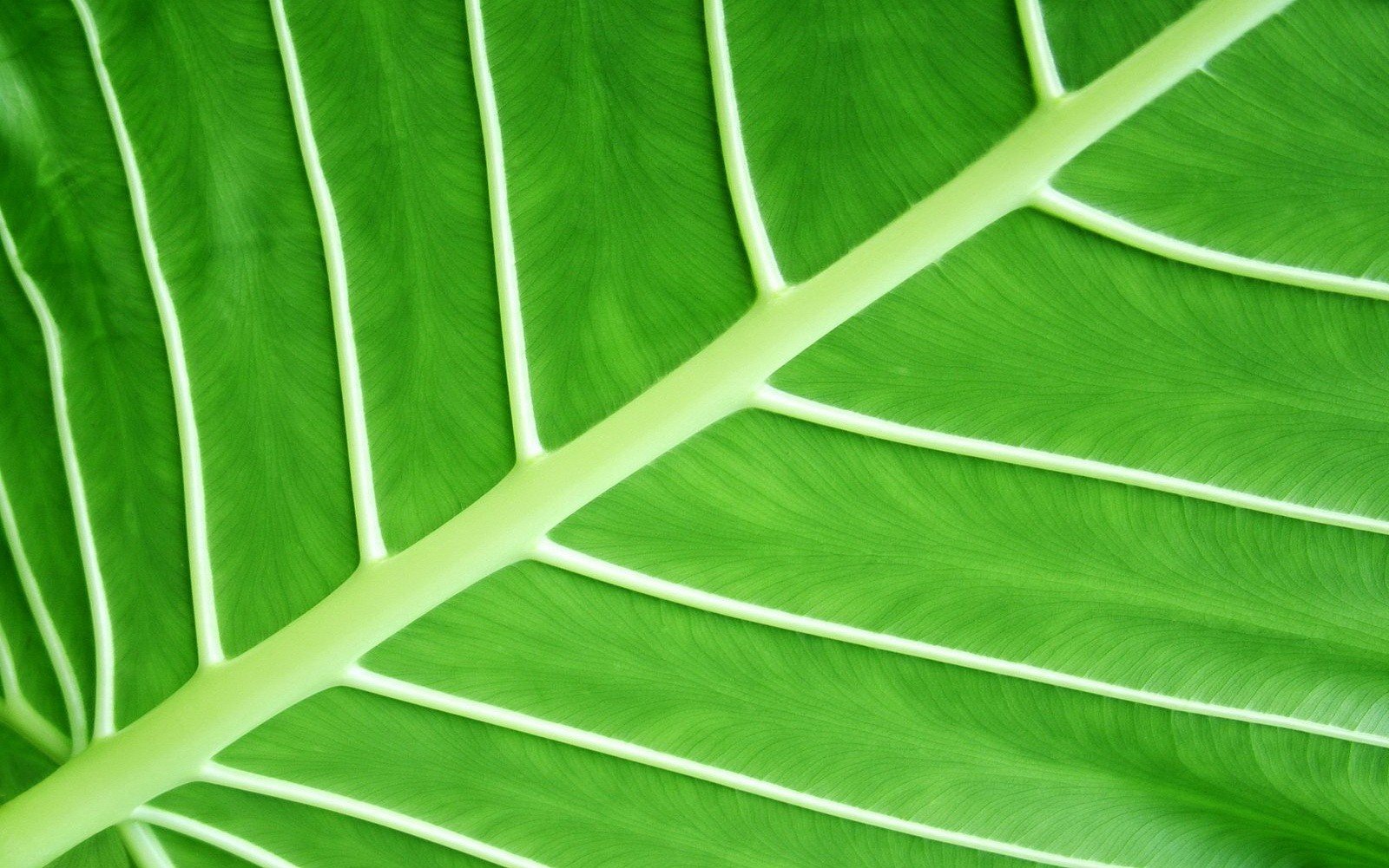 feuille verts macro