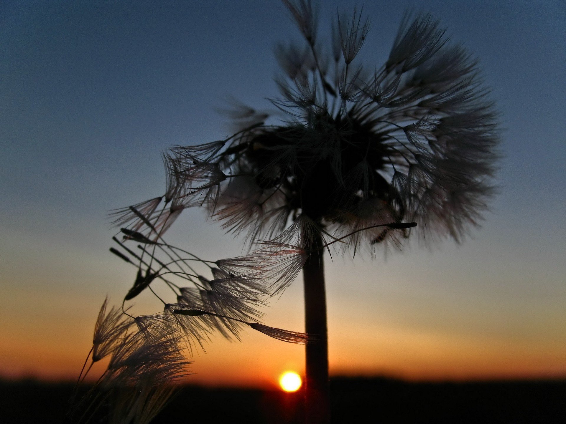 sole tramonto dente di leone