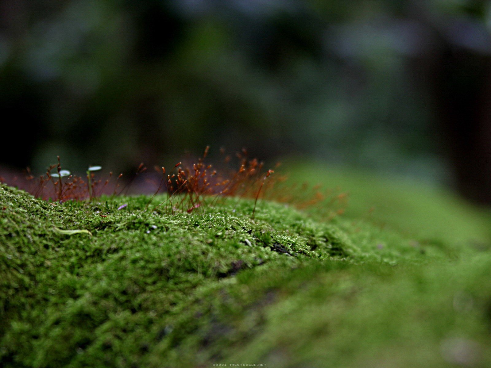 herbe mousse verdure