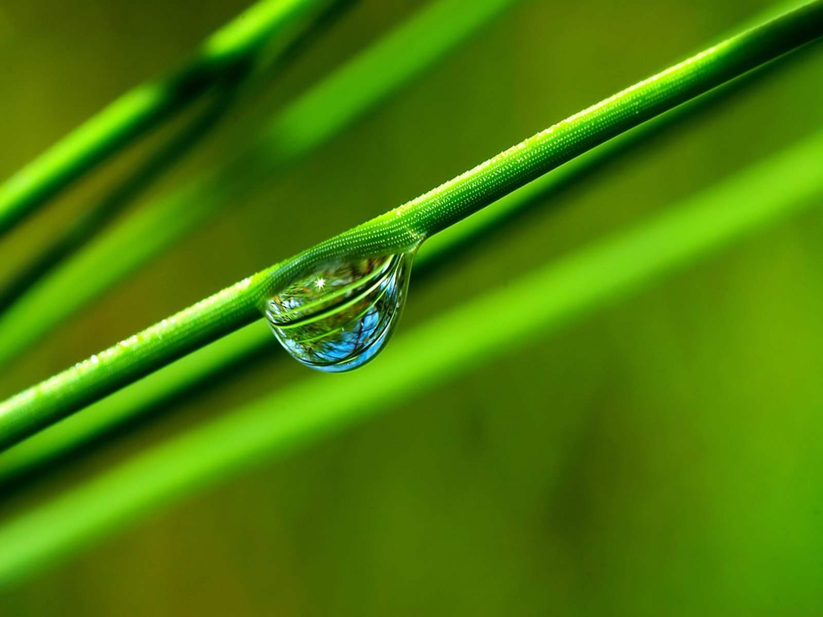 hierba gota verde reflexión