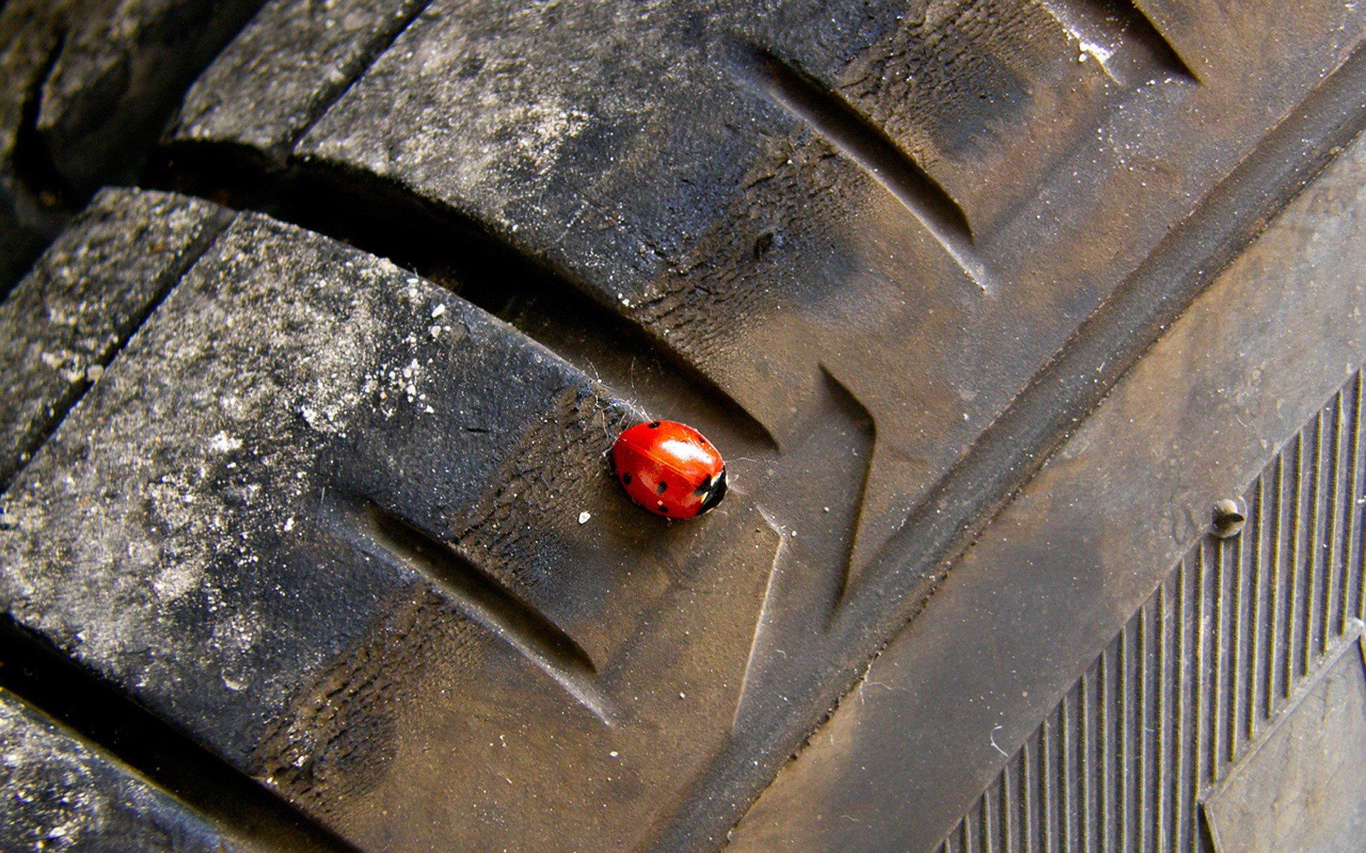 wheel beetle