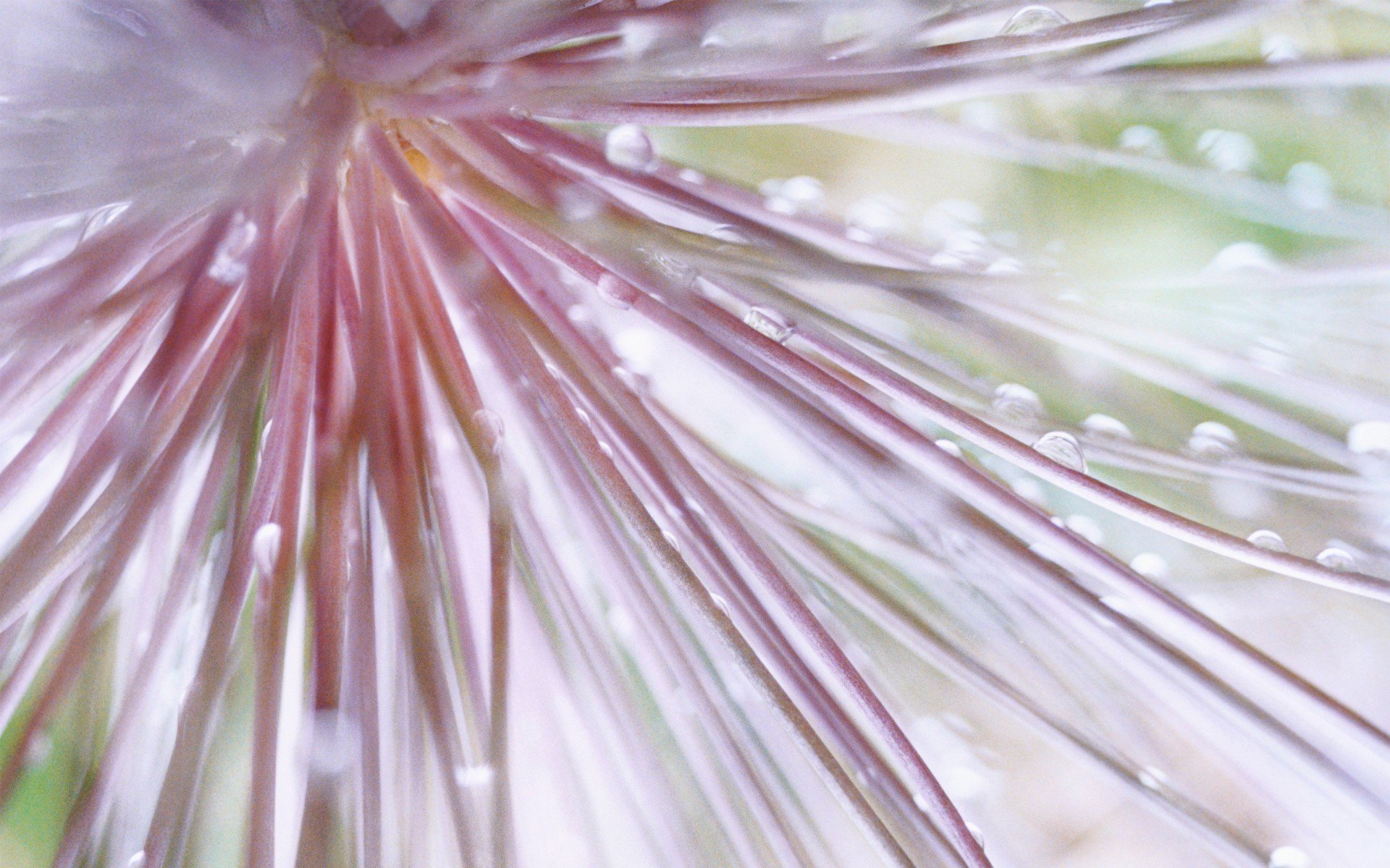 windows 7 sieben tropfen blume