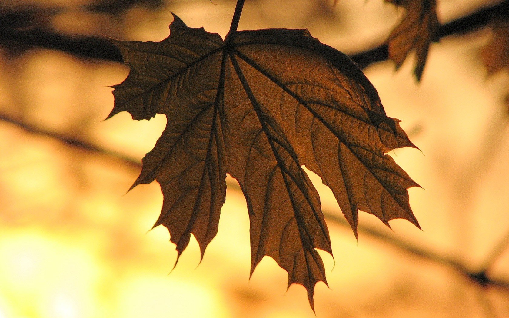 foglia autunno giallo