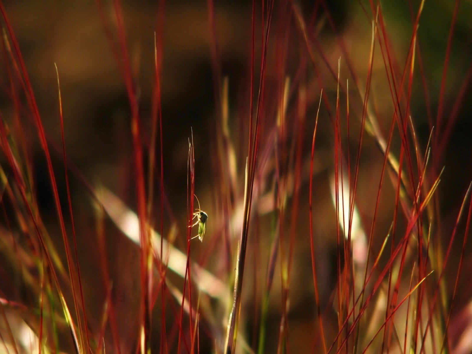 insecte feuilles herbe myopie ordures rouges