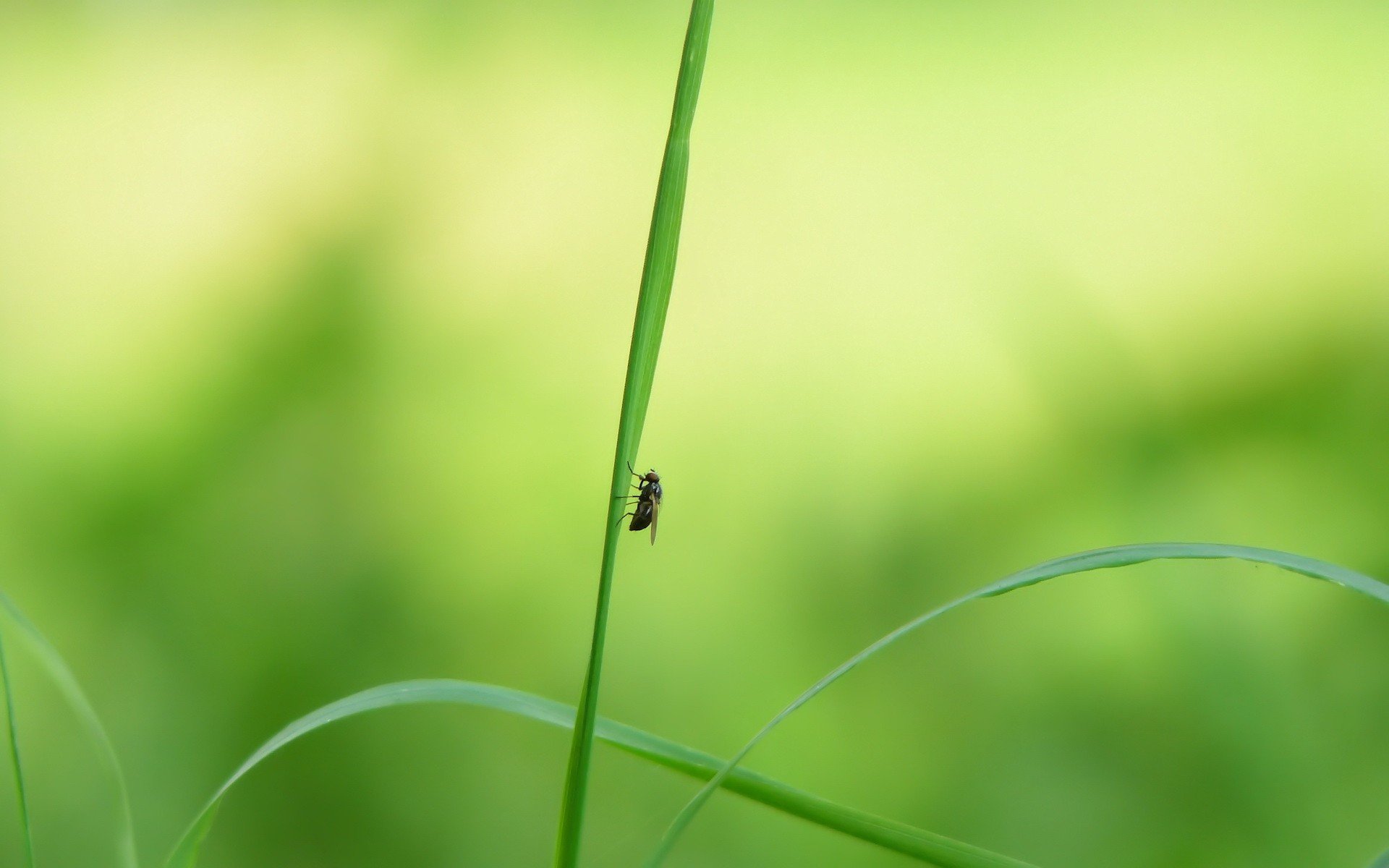 eine fliege ein gras dann hat jemand xd in der nähe gefunden