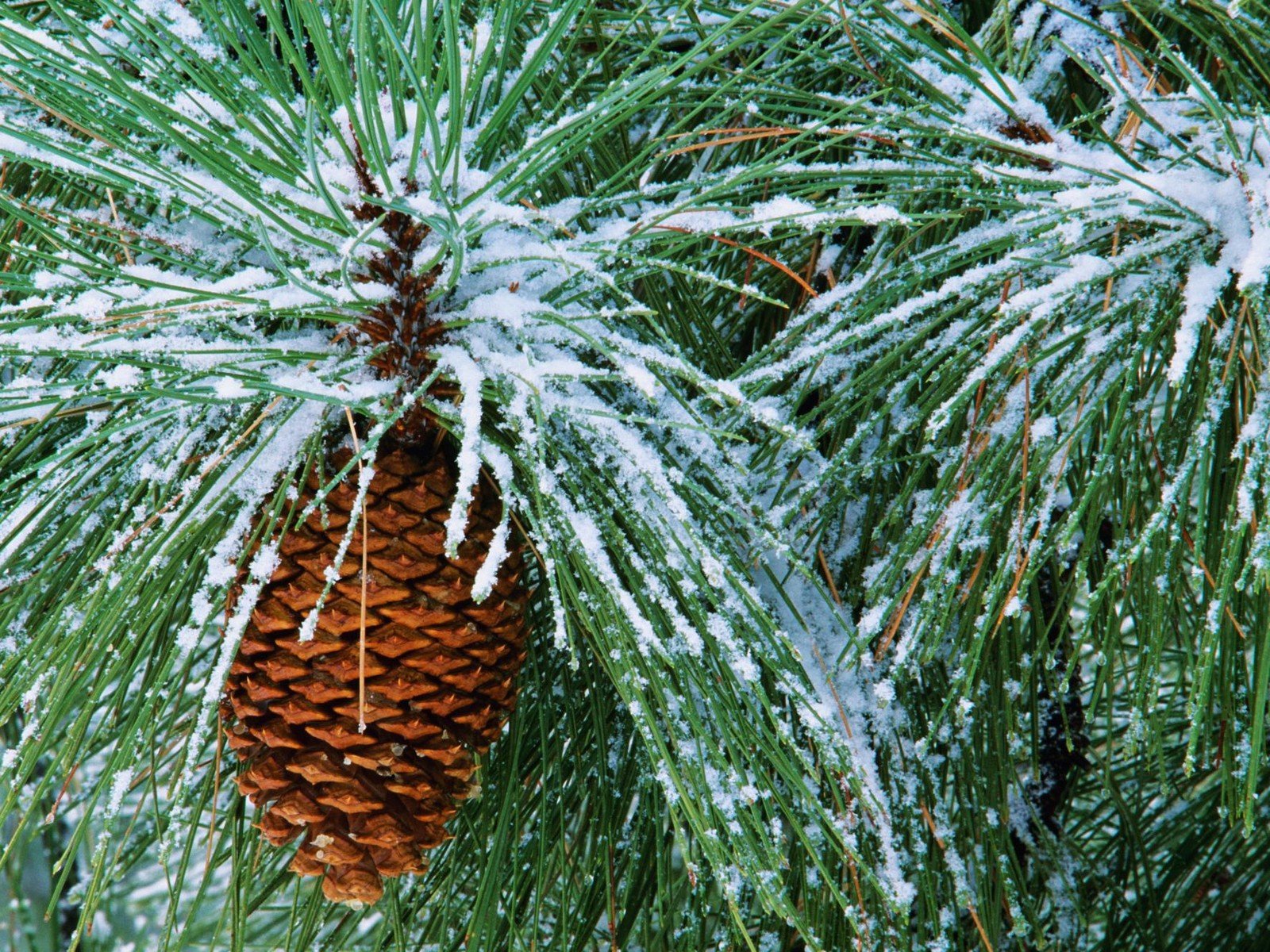 winter schnee zapfen nadeln