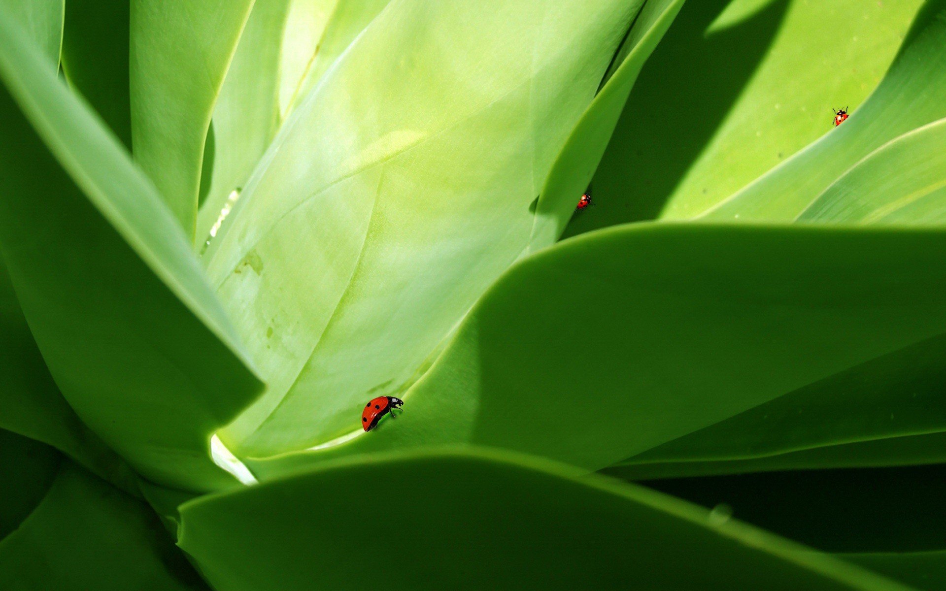 verde hojas escarabajo